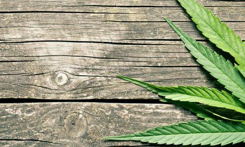 Study Gauges Impact of Heavy, Chronic Cannabis Use on Cognition and Psychosis-Related Phenomena
