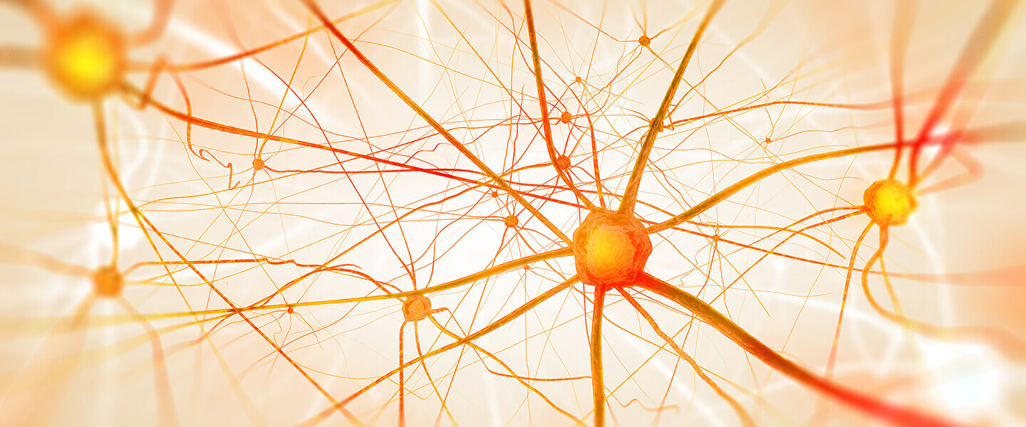 Study Sheds Light on How Early-Life Abuse Can Alter Maturation of Brain&#039;s Emotion Circuitry
